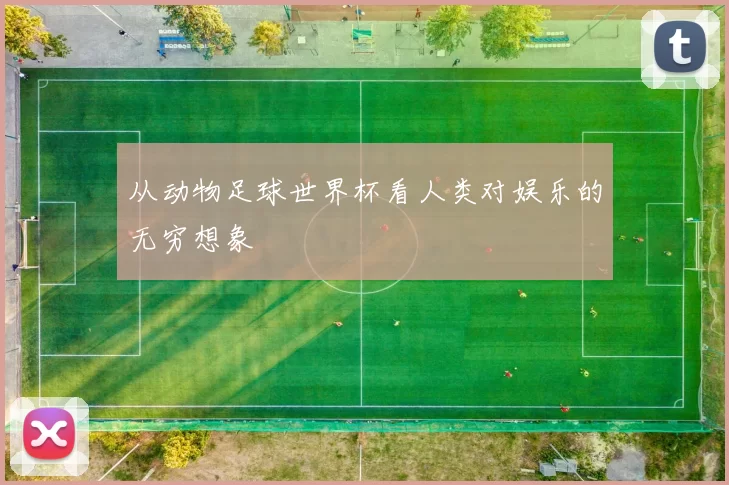 从动物足球世界杯看人类对娱乐的无穷想象